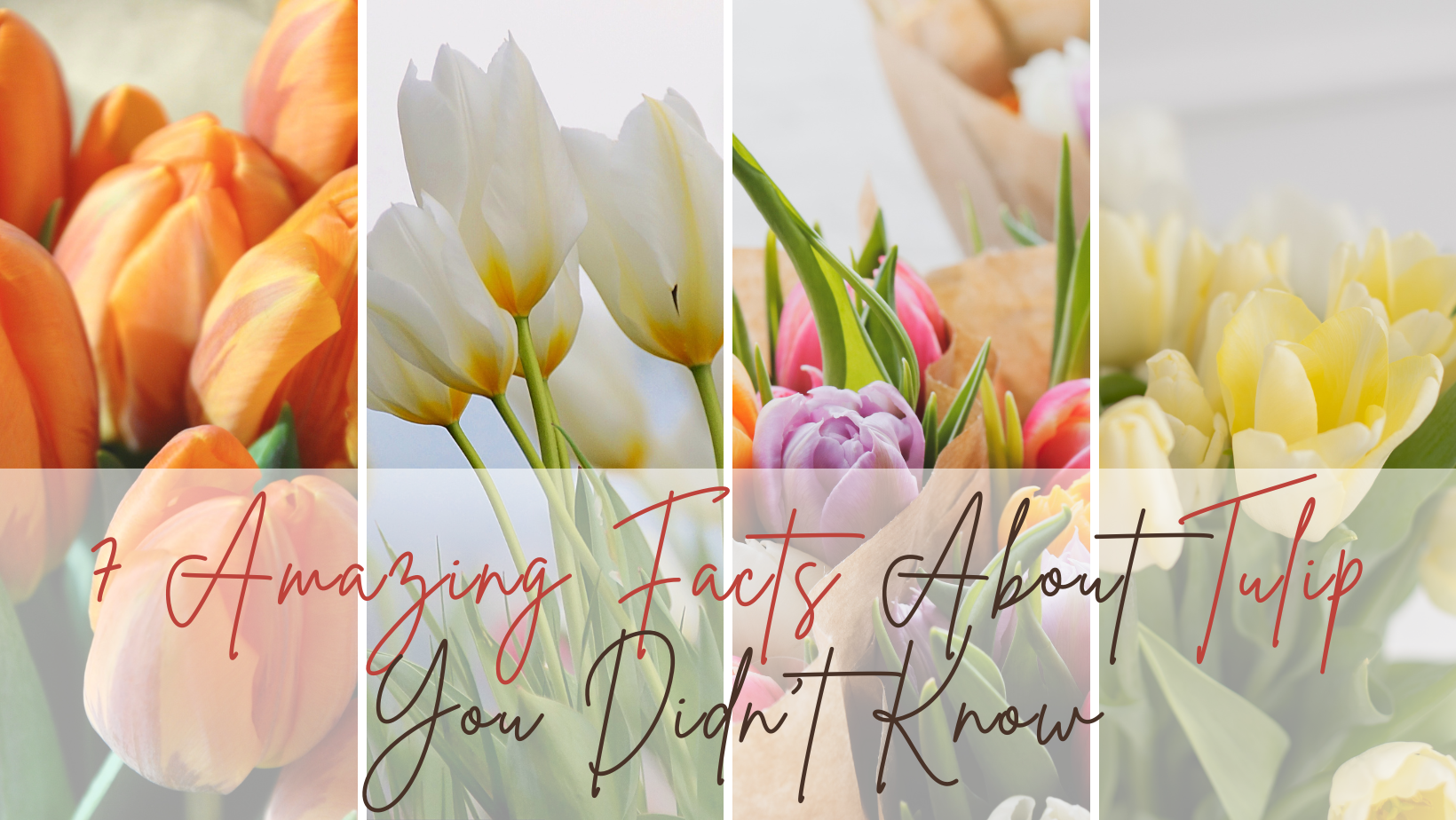 7 Facts Every Tulip Lover Should Know