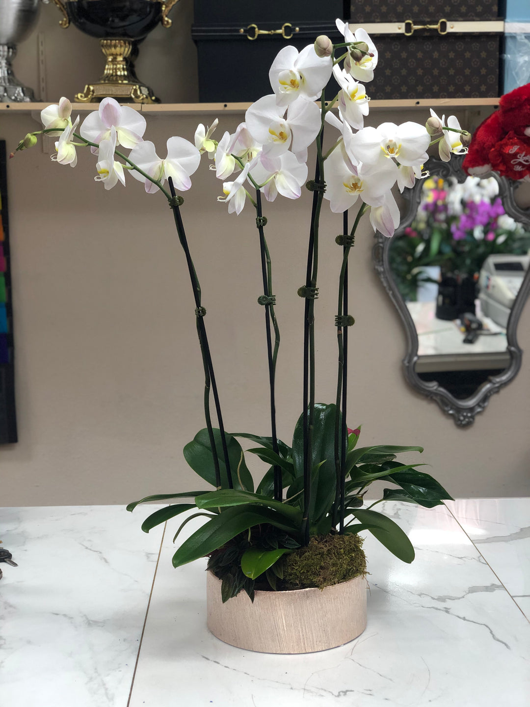 Orchid Garden