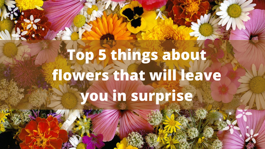 All the Secrets You Need to Know about Flowers in 2021
