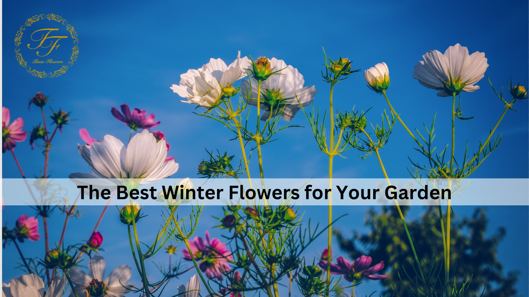 The Best Winter Flowers for Your Garden
