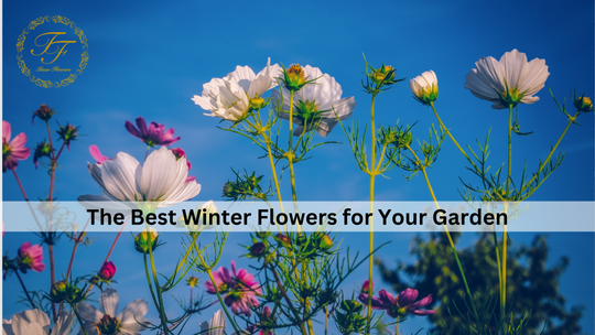 The Best Winter Flowers for Your Garden
