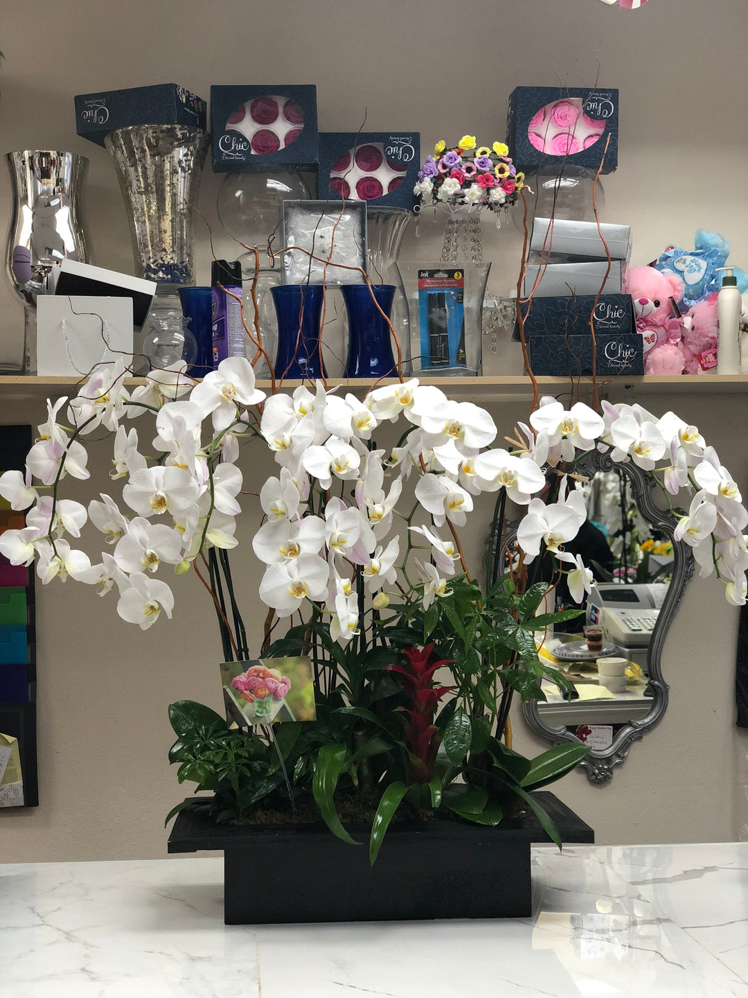 White Orchid Paradise